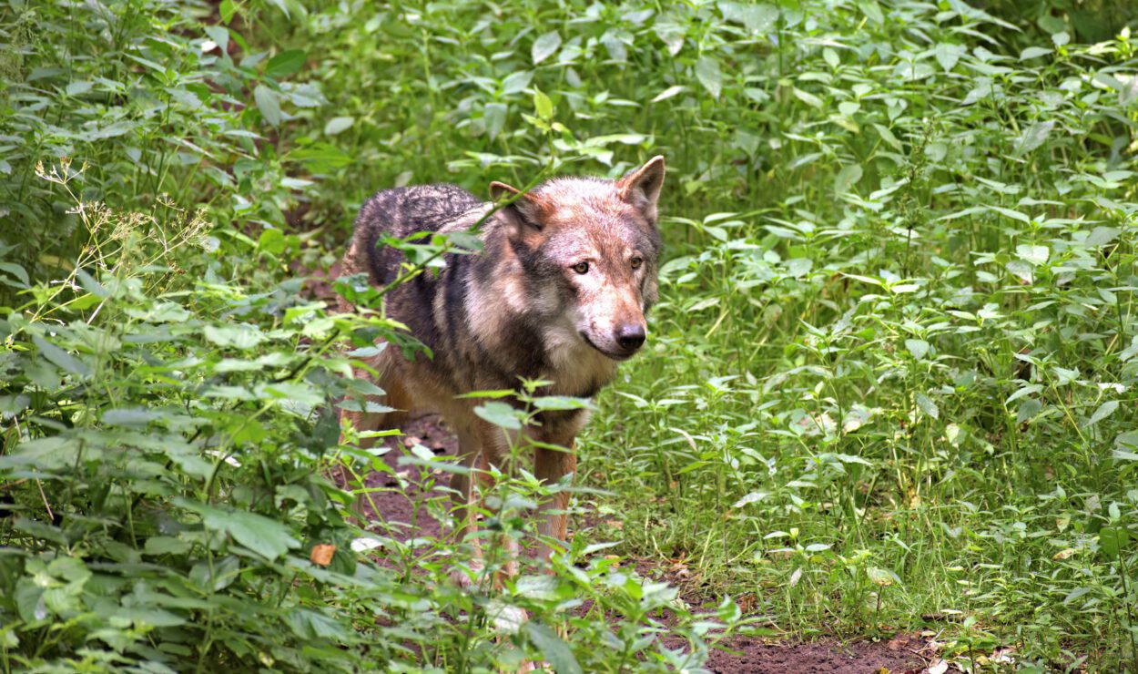 Ein grauer Wolf läuft durch einen schmalen, unbefestigten Weg, der von dichter grüner Vegetation in einem Waldgebiet umgeben ist.