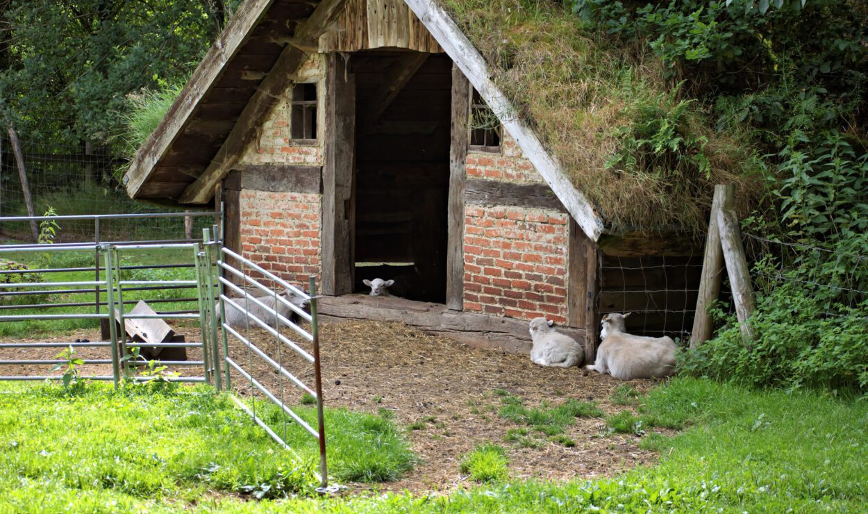 Ein kleiner Schuppen aus Ziegeln und Holz mit einem Grasdach steht in einem eingezäunten Bereich, in dessen Nähe drei Schafe ruhen und ein Schaf im Inneren des Schuppens.