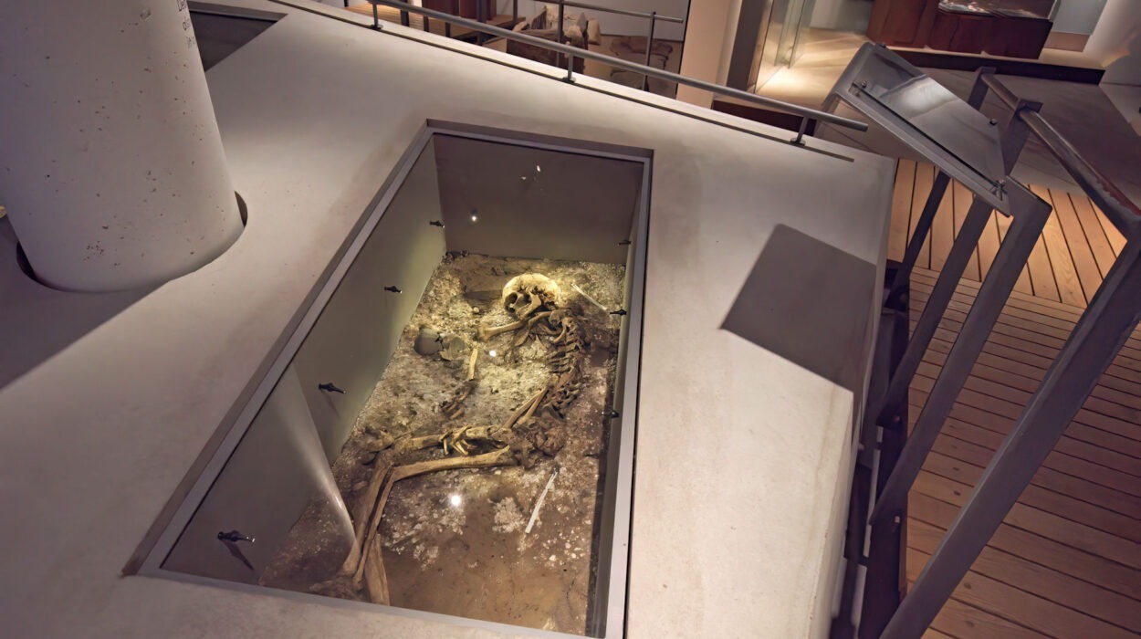 Ein großes prähistorisches Skelett wird in einer glasbedeckten Ausgrabungsgrube in einer modernen Museumsausstellung gezeigt.